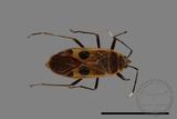 ǦW:Physopelta parviceps