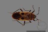 ǦW:Physopelta parviceps