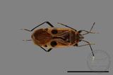 ǦW:Physopelta parviceps