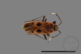 ǦW:Physopelta parviceps