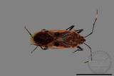 ǦW:Physopelta quadriguttata