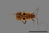 ǦW:Physopelta parviceps