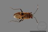 ǦW:Physopelta parviceps