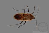 ǦW:Physopelta quadriguttata