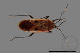 ǦW:Physopelta quadriguttata