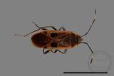 ǦW:Physopelta parviceps