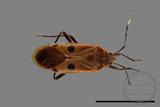 ǦW:Physopelta quadriguttata