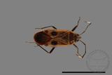 ǦW:Physopelta parviceps