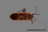 ǦW:Physopelta quadriguttata