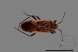 ǦW:Physopelta quadriguttata