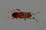 ǦW:Physopelta quadriguttata