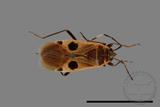 ǦW:Physopelta parviceps