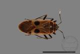 ǦW:Physopelta parviceps