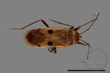 ǦW:Physopelta quadriguttata