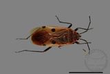 ǦW:Physopelta quadriguttata