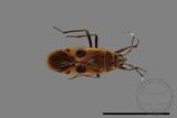 ǦW:Physopelta parviceps