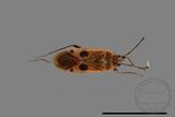 ǦW:Physopelta parviceps