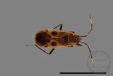 ǦW:Physopelta parviceps