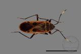 ǦW:Physopelta parviceps