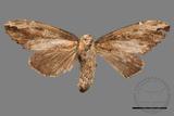 ǦW:Allodontoides tenebrosus fulva