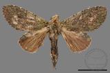 ǦW:Syntypistis viridipicta