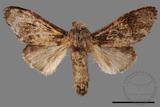 ǦW:Vaneeckeia pallidifascia centrobrunnea