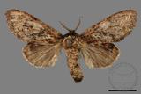 ǦW:Vaneeckeia pallidifascia centrobrunnea