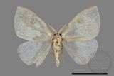 ǦW:Lymantriidae Lymantriidae