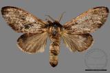 ǦW:Vaneeckeia pallidifascia centrobrunnea