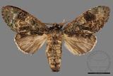 ǦW:Vaneeckeia pallidifascia centrobrunnea