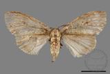 ǦW:Lymantria grisea kosemponis