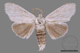 ǦW:Cnethodonta grisescens baibarana