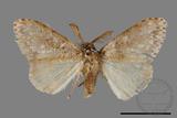 ǦW:Lymantria grisea kosemponis