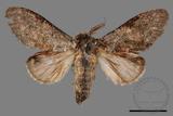 ǦW:Vaneeckeia pallidifascia centrobrunnea