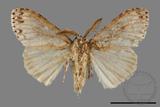 ǦW:Lymantria grisea kosemponis