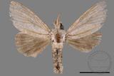 ǦW:Cnethodonta grisescens baibarana