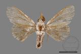 ǦW:Cnethodonta grisescens baibarana