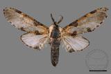 ǦW:Hyrpyia longipennis