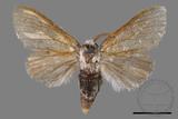 ǦW:Cnethodonta grisescens baibarana