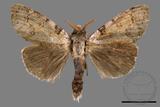 ǦW:Calliteara postfusca