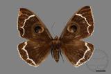 ǦW:Erebus albicincta obscurata