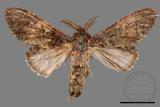 ǦW:Vaneeckeia pallidifascia centrobrunnea