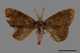 ǦW:Ilema olivacea