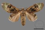 ǦW:Vaneeckeia pallidifascia centrobrunnea