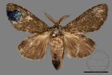 ǦW:Syntypistis viridipicta