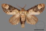 ǦW:Formofentonia orbifer rotundata