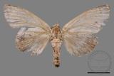 ǦW:Notodontidae Notodontidae