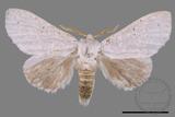 ǦW:Cnethodonta grisescens baibarana