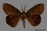 ǦW:Ilema olivacea