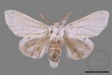 ǦW:Cnethodonta grisescens baibarana